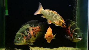 Oscar balığı (Astronotus ocellatus), sarı ve turuncu papağan balığı, koi yüzme ve tropikal tatlı su akvaryumunda beslenme.