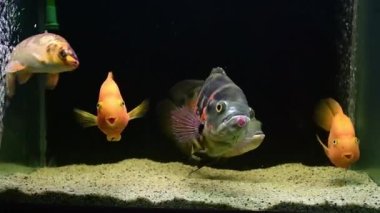 Oscar balığı (Astronotus ocellatus), sarı ve turuncu papağan balığı, koi yüzme ve tropikal tatlı su akvaryumunda beslenme.