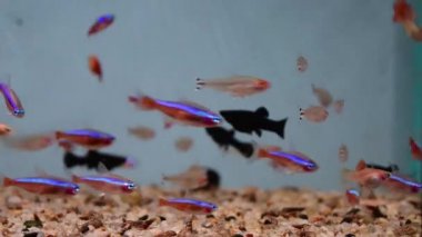 Neon Tetra Paracheirodon innesi, siyah Molly, tatlı suda yüzen tropikal akvaryum. Ve sarı elma salyangozu..