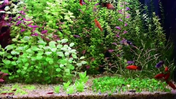 Пресноводный Аквариум Украшенный Рыбами Красивыми Растениями Песком Платиновое Плавание Воде — стоковое видео