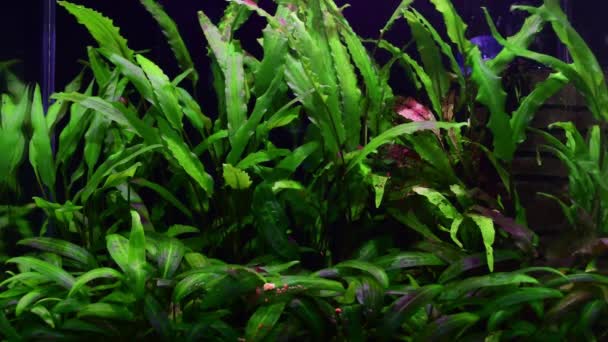 Sladkovodní Akvárium Zdobené Rybami Krásné Rostliny Písek Platy Plavání Vodě — Stock video