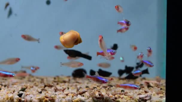 Neon Tetra Paracheirodon Innesi Černá Molly Guppy Plavání Sladkovodním Tropickém — Stock video