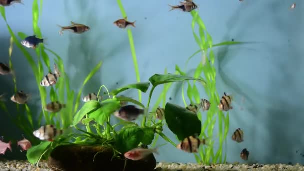 一个热带水族馆 内有植物和一群游动的鱼 八达鱼和绿梭鱼 — 图库视频影像