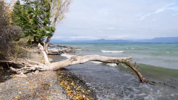 Ein Von Wind Und Erosion Zerbrochener Baum Ist Mit Seinem — Stockvideo