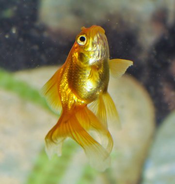 Bir tatlı su akvaryumunda Japon Balığı (carassius auratus)