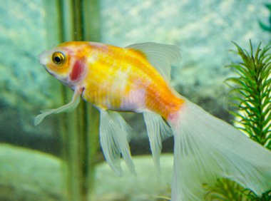 Tatlı su akvaryumunda Shubunkins (tek kuyruklu süs balığı)