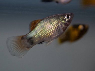 Tatlı su akvaryumunda Platy Fish (Xiphophorus maculatus)