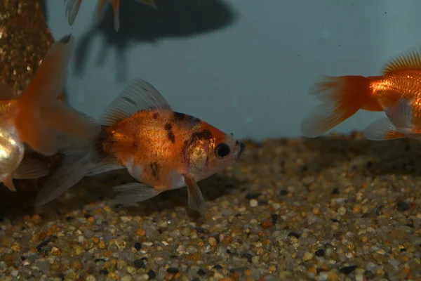 Goldfisch Carassius Auratus Süßwasseraquarium — Stockfoto