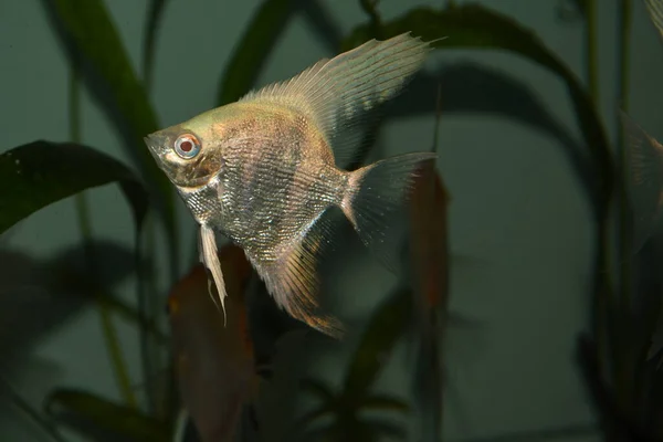 Peixe Anjo Branco Pterophyllum Scalare Aquário — Fotografia de Stock