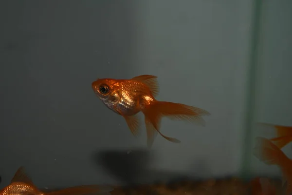 Peixe Dourado Carassius Auratus Num Aquário Água Doce — Fotografia de Stock