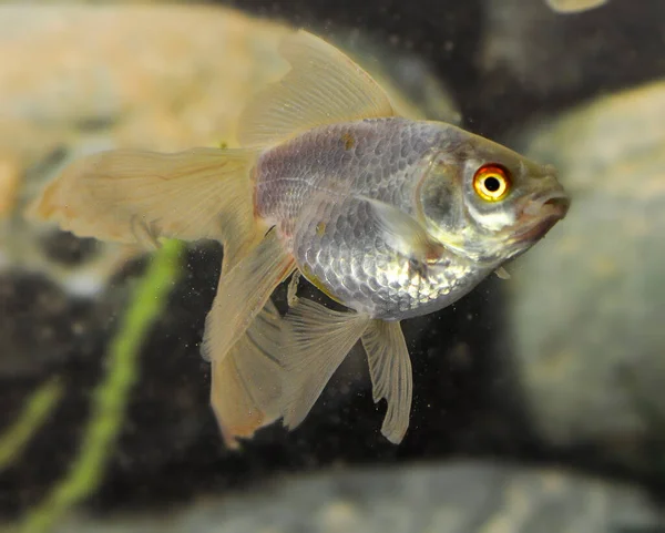 Peixe Dourado Carassius Auratus White Num Aquário Água Doce — Fotografia de Stock