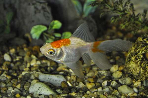 Goudvissen Carassius Auratus Wit Een Zoetwateraquarium — Stockfoto