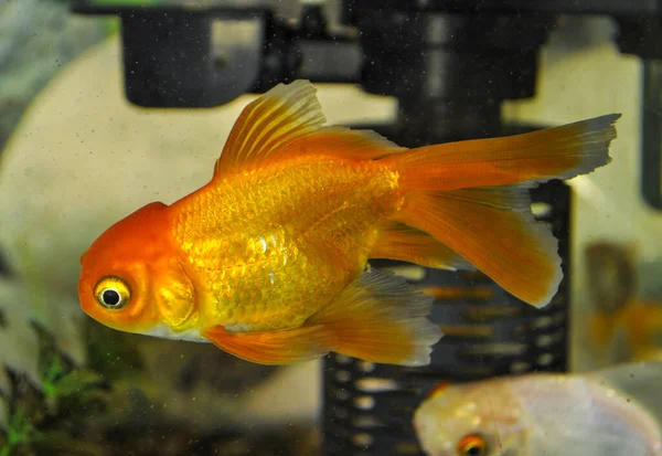 Peixe Dourado Cabeça Leão Carassius Auratus Num Aquário Água Doce — Fotografia de Stock