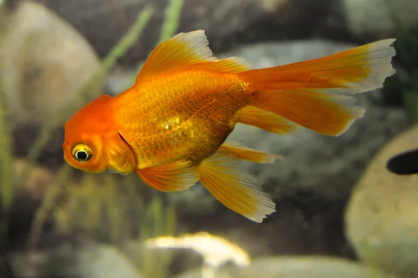 Goldfisch Carassius Auratus Löwenkopf Süßwasseraquarium — Stockfoto