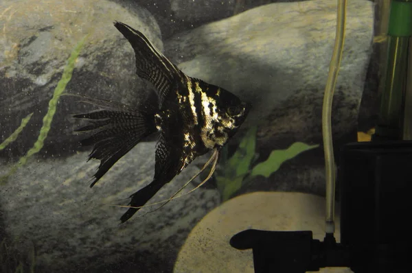 Black Angelfish Pterophyllum Scalare Aquarium — Stock Photo, Image