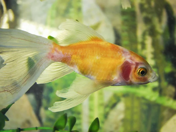 Shubunkins Einschwanzgoldfische Süßwasseraquarium — Stockfoto