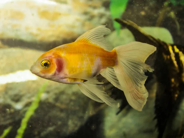 Shubunkins Einschwanzgoldfische Süßwasseraquarium — Stockfoto