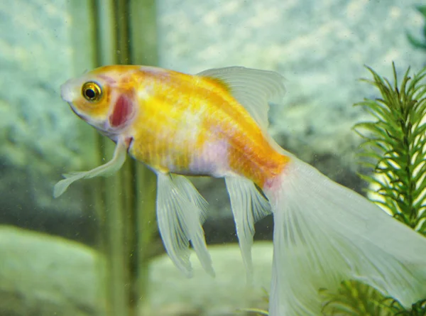 Shubunkins Enkelstaartgoudvissen Zoetwateraquarium — Stockfoto