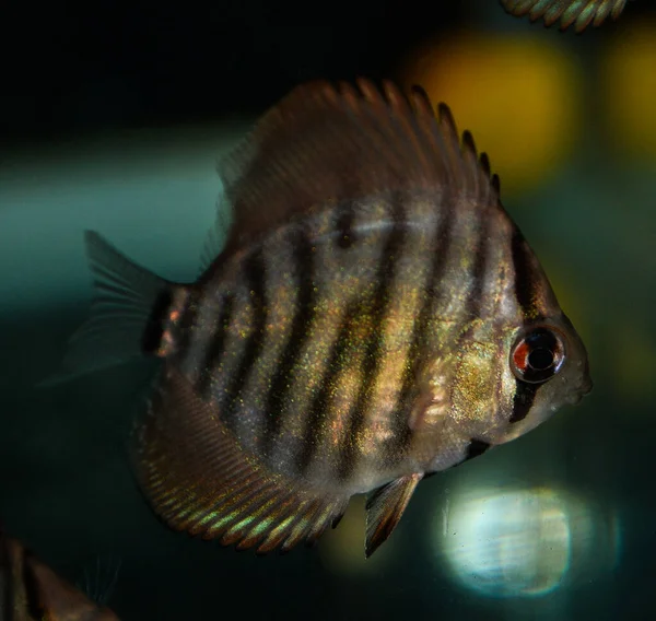 Turquoise Discus Symphysodon Aequifaciatus Haraldi Juvenile Freshwater Aquarium — Stock Photo, Image