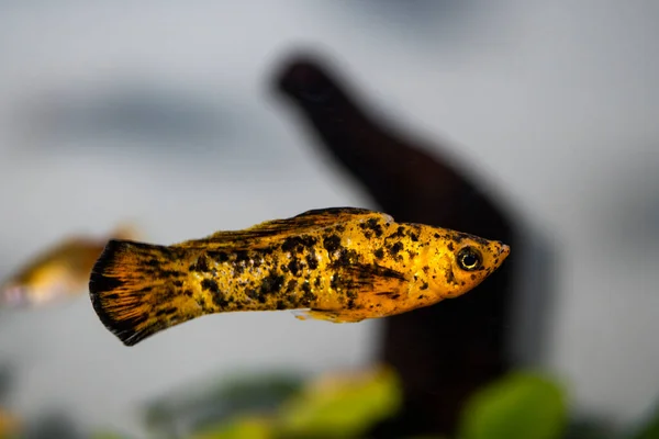 Platy Fish Xiphophorus Maculatus Freshwater Aquarium — Stock Photo, Image