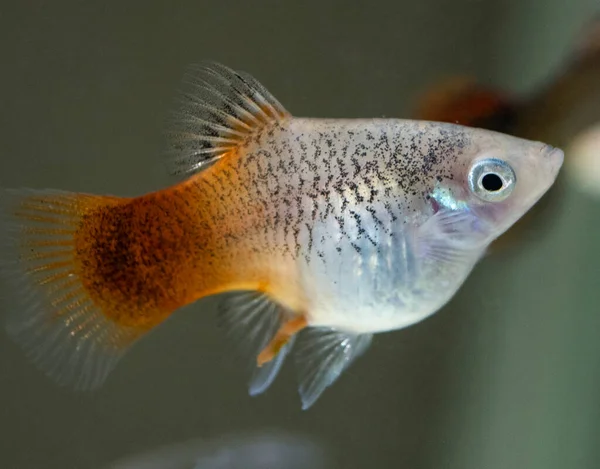 Platy Xiphophorus Maculatus Sötvattensakvarium — Stockfoto