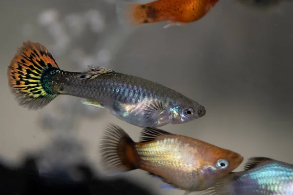 Guppy Poecilia Reticulata Également Connu Sous Nom Poisson Arc Ciel — Photo