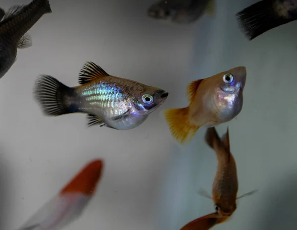 Platy Xiphophorus Maculatus Acuario Agua Dulce —  Fotos de Stock