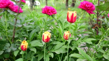 Güzel çiçekler rüzgarda yavaşça sallanıyor.