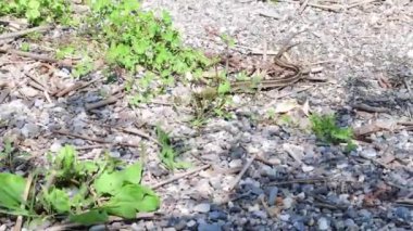 Kıyıdaki sazlıklardan ağzında bir balıkla bir su yılanı çıkar.