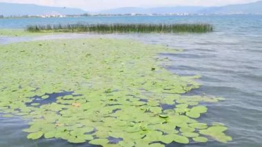 Sudaki dalgalar zambakları senkronize olarak hareket ettirir..