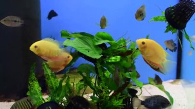 Cichlid balık kahramanları tropikal akvaryumda yüzerken bizi ayırır..
