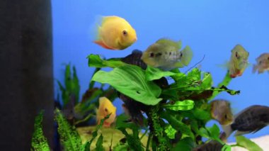 Cichlid balık kahramanları tropikal akvaryumda yüzerken bizi ayırır..