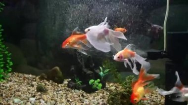 Tatlı su akvaryumunda yüzen Japon Balığı (carassius auratus)
