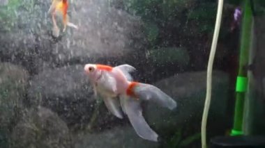 Tatlı su akvaryumunda yüzen Japon Balığı (carassius auratus)