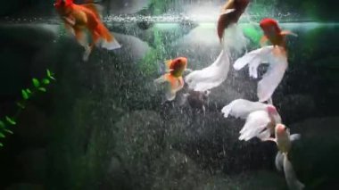 Tatlı su akvaryumunda yüzen Japon Balığı (carassius auratus)