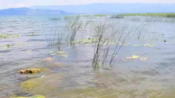 Fuertes Vientos Ondean Agua Balancean Las Plantas Agua Orilla — Vídeos de Stock