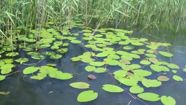 Fuertes Vientos Ondean Agua Balancean Las Plantas Agua Orilla — Vídeos de Stock