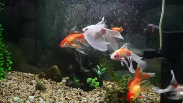 Poisson Rouge Carassius Auratus Nageant Dans Aquarium Eau Douce — Video