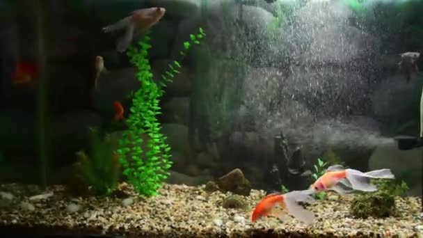 Zlaté Rybky Carassius Auratus Plavající Sladkovodním Akváriu — Stock video