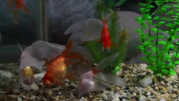 Goldfish Carassius Auratus Swimming Freshwater Aquarium — Stock Video