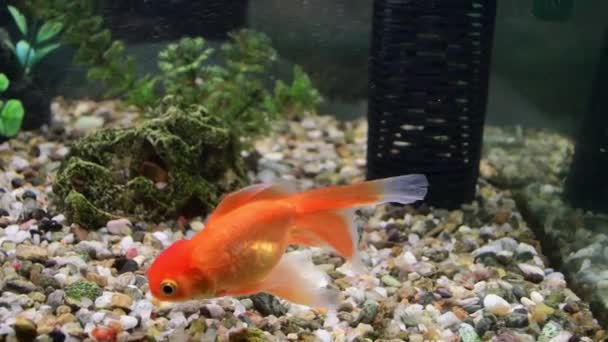 Goldfisch Carassius Auratus Schwimmt Süßwasseraquarium — Stockvideo