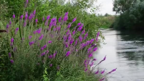 Nehir Akarken Çiçeklenen Bir Bitki Rüzgarda Hareket Eder — Stok video