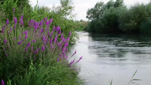 Nehir Akarken Çiçeklenen Bir Bitki Rüzgarda Hareket Eder — Stok video