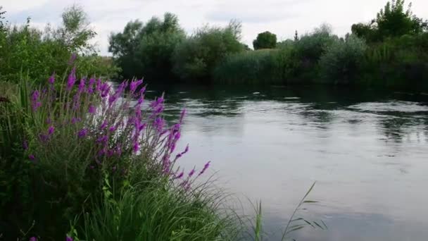 Kwitnąca Roślina Porusza Się Wietrze Podczas Gdy Rzeka Przepływa Obok — Wideo stockowe