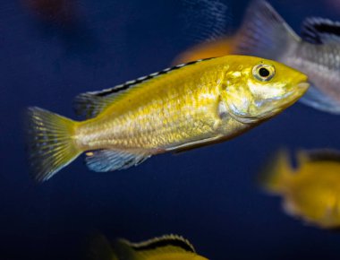Tropikal akvaryumdaki sarı cichlid Labidochromis caeruleus