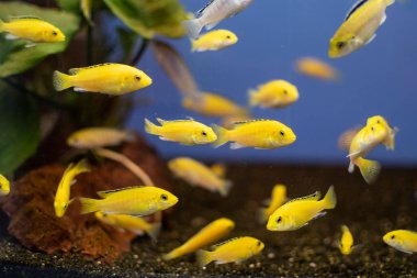 Tropikal akvaryumdaki sarı cichlid Labidochromis caeruleus