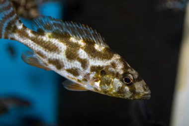 Livingston 'un Cichlid' i (Nimbochromis Livingstonii) tropikal akvaryumda gençtir..