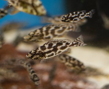 Livingston 'un Cichlid' i (Nimbochromis Livingstonii) tropikal akvaryumda gençtir..
