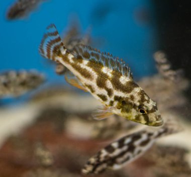 Livingston 'un Cichlid' i (Nimbochromis Livingstonii) tropikal akvaryumda gençtir..