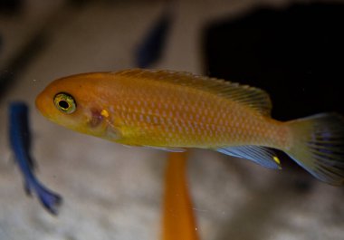 Tropikal akvaryumda sarı yavru balık, cichlid labidochromis caeruleus..